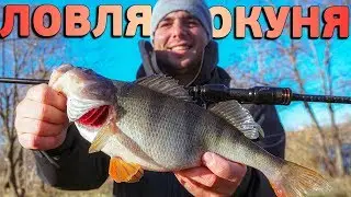 Ловля КРУПНОГО ОКУНЯ по холодной воде! Окуневый монтаж, приманки, проводки... КОНКУРС