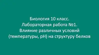 Биология 10 класс. Лаб. работа №1. Влияние различных условий (температуры, pH) на структуру белков