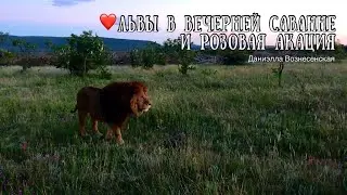 ❤️Лев АЛЕКС не теряет надежды! Удачливый ЧИП. Life of lions