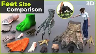 Feets size comparison | Size Comparison | Biggest Feet