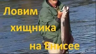 Диалоги о рыбалке - 202 - Сибирская рыбалка на Енисее.