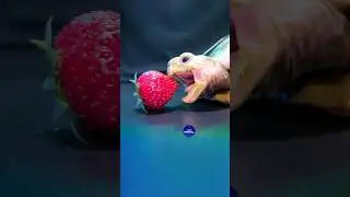 ASMR Turtle Loves Strawberry 🍓🐢