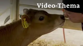 Deutsch lernen mit Videos | Milchbauern machen ihre Kühe fit fürs Klima | mit deutschen Untertiteln