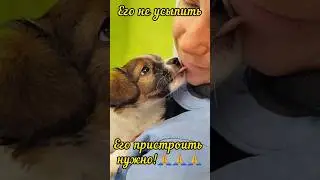 Жизнь Шмэля не закончилась, она только начинается!!! 