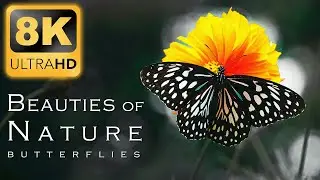 8K BEAUTIES OF NATURE - The Most Beautiful Butterflies in 8K Ultra HD