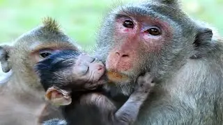 Cute Tiny Baby Monkey Try To Kiss Pretty Mother Monkey Jane, Female Monkey Mother Let Baby kiss