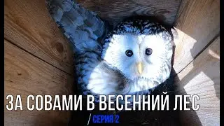 За совами в весенний лес. Часть 2 / Совятники, совы и ночь в лесу