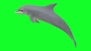 Green Screen | Chroma Key | Animal 4K | Dolphin