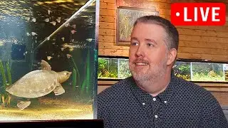 Answering your questions with 15+ years of Fish Store Experience - Episode 302