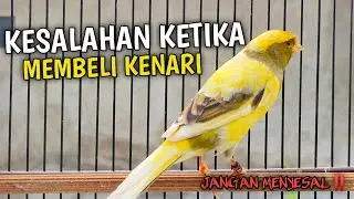 AKIBAT KURANG TELITI BELI BURUNG‼️APA SAJA YG PERLU DIPERHATIKAN