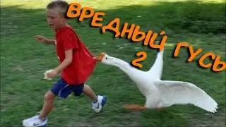 Вредный гусь 2 - Untitled goose game