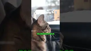 Кот ДАЖЕ Не ДОГАДЫВАЕТСЯ 🐈‍⬛✂️🥚