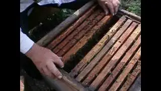работы на пасеке весной-1