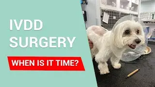 IVDD IN DOGS - When is it right to proceed with surgery?
