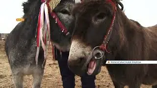 В селе Малая Минуса у пары осликов родился забавный детёныш (Енисей Минусинск).