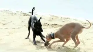 (2015) Purina Pro Plan (корм для собак) - Откройте невероятный мир вашему питомцу