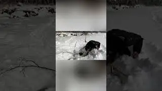Душегуб…Таймень на Живца-Горная Рыбалка |рыбалка в России | 