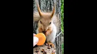 Невозможно отказаться от морковки / It is impossible to give up carrots