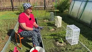 Огурцы. Большой урожай гарантирован. Про желтые листья.