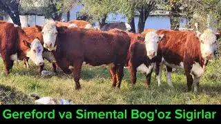 Nasildor Gereford va Simental Sigirlar Arzon Joyidan Sotiladi 3-noyabr, 2024