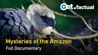 Animal River Challenge: Guyana's Hidden Creatures | Full Nature Documentary