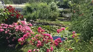 Обрезка роз. Особенности обрезки шрабов и мускусных роз.