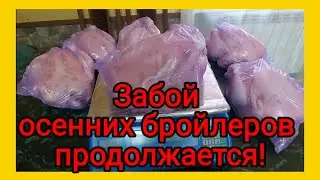 Бройлер Арбор Айкрес, вес тушки бройлеров в 50 дней. Выращивание бройлеров осенью.
