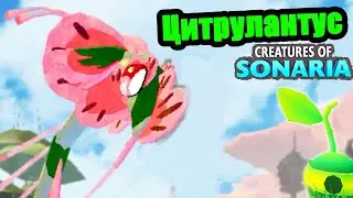 Цитрулантус и Эксплорер гача в существа сонариа | creatures of sonaria | Мультикплеер