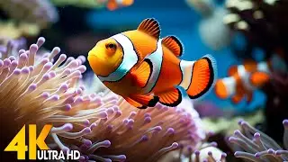 Aquarium 4K VIDEO (ULTRA HD) 🐠 Beautiful Coral Reef Fish - Relaxing Sleep Meditation Music 