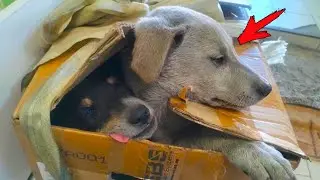 The puppies huddled together, not hoping for salvation. Just look what happened!
