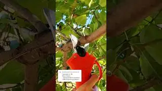 🍠Секатор на батарейках 