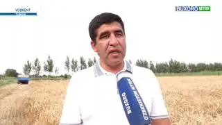 🌾 Вобкентлик миришкор 2023 йил ҳосили учун етиштирилган бошоқли донни 14 иш кунида йиғиб олишди