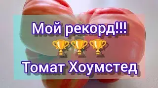 Томат - рекордсмен!!! Сорт Хоумстед #аэлита