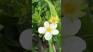 Пыльца  цветочная ( Пчелиная Обножка) — это один из ценнейших и полезнейших продуктов пчеловодства.