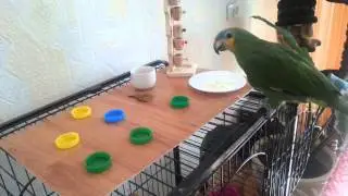 Умница Ричи венесуэльский Амазон