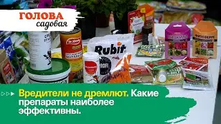 Голова садовая - Вредители не дремлют. Какие препараты наиболее эффективны