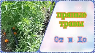 Многолетние пряные травы в саду, душица, бергамот (монарда) ,тимьян