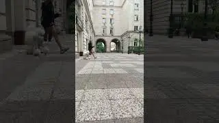 graceful gait of a white poodle at a photo shoot