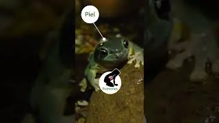 ¿Queréis saber algunas cosas increíbles sobre las ranas? 🐸​​​