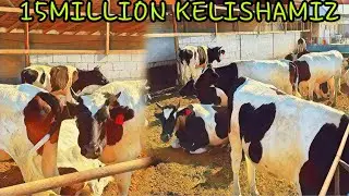 15MILLIONLI SIGIRLAR🐄🐂birinchi BOLASIga ArzonLaridaN