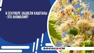 В сентябре зацвели каштаны - это аномалия?