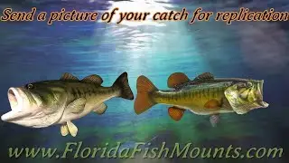 Largemouth Bass Fish Mount Replicas - Custom Fiberglass Fish Replicas by Florida Fish Mounts