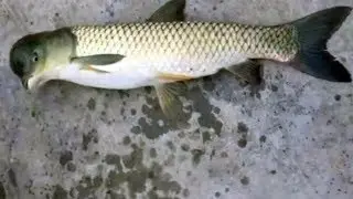 Mutants. fish-dove. МУТАНТЫ! В Китае рыбаки поймали рыбу-мутант