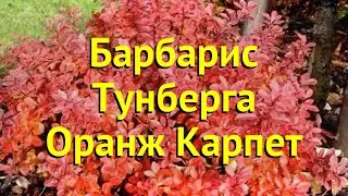 Барбарис тунберга. Краткий обзор, описание характеристик berberis thunbergii оранж карпет