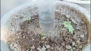 plastic bottle Easy watering system for plants