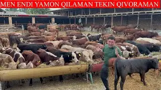 SARDOR AKAGA YAMGI PARTIYA BUQALAR KELDI NARXLARI BO’MBA