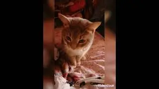 САМЫЙ МИЛЫЙ КОТИК В МИРЕ