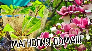 Магнолия ДОМА!!! Как укоренить и размножить прекрасное дерево! Условия выращивания, посадка и уход!