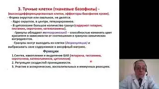 Гистология. Соединительные и скелетные ткани