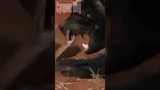 Медоед Против Змеи